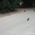 Corvus monedula (Dohle)